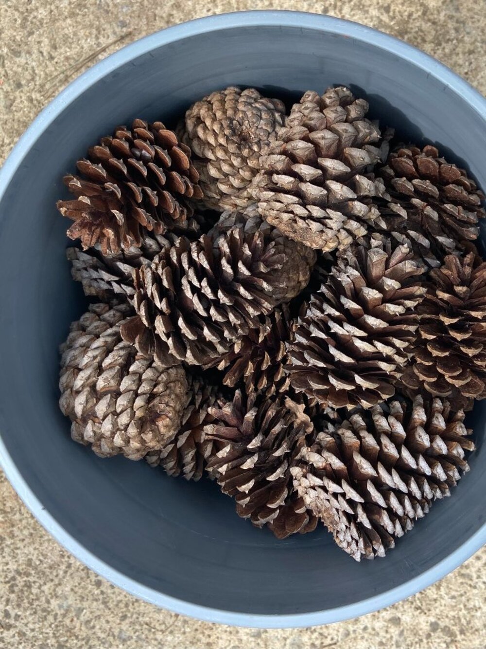 Pine Cones Fresh and Selected for Quality with Bucket Storage! Decor, Crafts!
